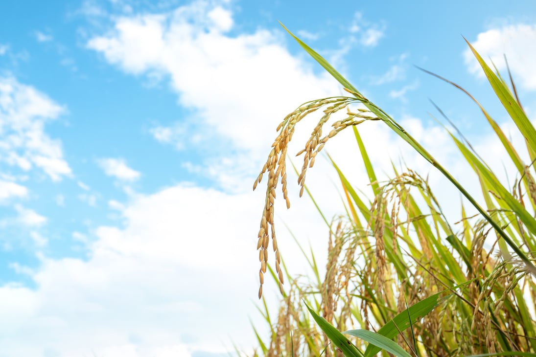 Rice Plant against the Sky